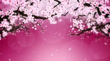 Çiçek açmış kiraz ağacı. Kiraz dalı. Sakura çiçekleri pembe. Kiraz çiçeği kırmızısı arka plan. Cg döngü canlandırması.
