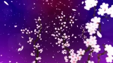 Çiçek açmış kiraz ağacı. Kiraz dalı. Sakura çiçekleri pembe. Kiraz çiçeği mor arka plan. Cg döngü canlandırması.