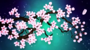 Çiçek açmış kiraz ağacı. Kiraz dalı. Sakura çiçekleri pembe. Kiraz çiçeği yeşili arka plan.