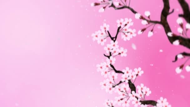 Kirschbaum Voller Blüte Kirschzweig Sakura Blüht Rosa Kirschblüte Rosa Hintergrund — Stockvideo