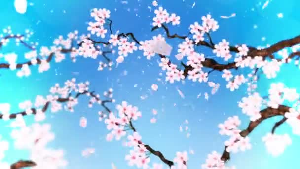 Cseresznyefa virágzik. Cseresznyeág. Sakura virágok rózsaszínűek. Cseresznyevirág kék háttér. Cg hurok animáció.
