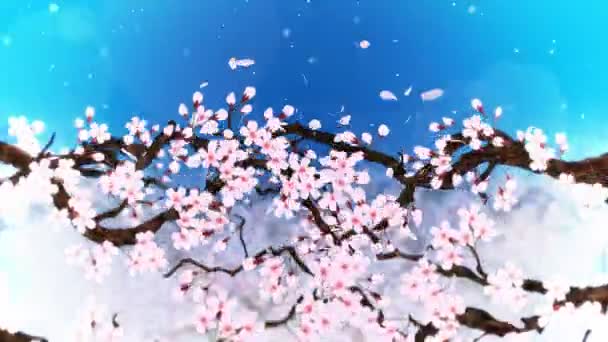 Třešeň v plném květu. Třešňová větev. Sakura má růžové květy. Třešňové květy modré pozadí. Animace smyčky Cg.