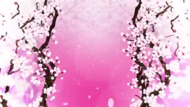 Cerezo Plena Floración Rama Cereza Sakura Flores Rosa Fondo Rosa — Vídeo de stock