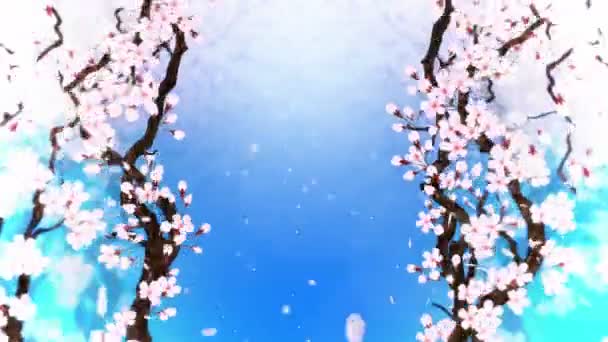 Cherry Tree Full Bloom Cherry Branch Sakura Flowers Pink Cherry — Stock Video