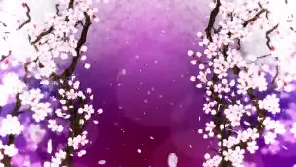 Körsbärsträd Full Blom Körsbärsgren Sakura Blommar Rosa Körsbärsblomma Lila Bakgrund — Stockvideo