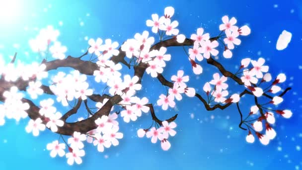 Körsbärsträd Full Blom Körsbärsgren Sakura Blommar Rosa Körsbärsblomma Blå Bakgrund — Stockvideo