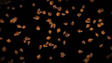 Siyah arka planda birçok sonbahar meşe palamudu uçuruyorum. Sonbahar sembolü, meşe fıstığı, sonbahar hediyeleri. Dönen meşe palamudu tohumlarının 3 boyutlu animasyonu. Döngü canlandırması.