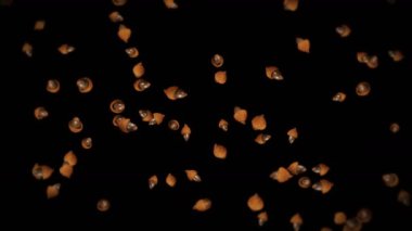 Siyah arka planda birçok sonbahar meşe palamudu uçuruyorum. Sonbahar sembolü, meşe fıstığı, sonbahar hediyeleri. Dönen meşe palamudu tohumlarının 3 boyutlu animasyonu. Döngü canlandırması.