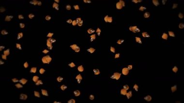 Siyah arka planda birçok sonbahar meşe palamudu uçuruyorum. Sonbahar sembolü, meşe fıstığı, sonbahar hediyeleri. Dönen meşe palamudu tohumlarının 3 boyutlu animasyonu. Döngü canlandırması.