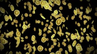Siyah arka planda bir sürü kurutulmuş limon uçurmak. Susuz meyve, yiyecek konsepti. Dilimlenmiş meyve limonlarının dönüşümlü 3 boyutlu animasyonu. Döngü canlandırması.