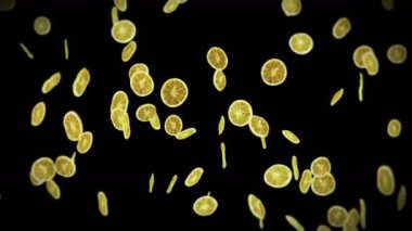 Siyah arka planda bir sürü kurutulmuş limon uçurmak. Susuz meyve, yiyecek konsepti. Dilimlenmiş meyve limonlarının dönüşümlü 3 boyutlu animasyonu. Döngü canlandırması.