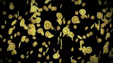 Siyah arka planda bir sürü kurutulmuş limon uçurmak. Susuz meyve, yiyecek konsepti. Dilimlenmiş meyve limonlarının dönüşümlü 3 boyutlu animasyonu. Döngü canlandırması.