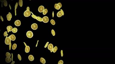 Siyah arka planda bir sürü kurutulmuş limon uçurmak. Susuz meyve, yiyecek konsepti. Dilimlenmiş meyve limonlarının dönüşümlü 3 boyutlu animasyonu. Döngü canlandırması.