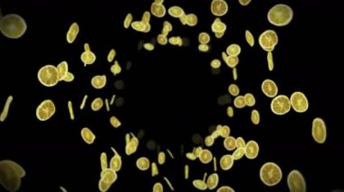 Siyah arka planda bir sürü kurutulmuş limon uçurmak. Susuz meyve, yiyecek konsepti. Dilimlenmiş meyve limonlarının dönüşümlü 3 boyutlu animasyonu. Döngü canlandırması.