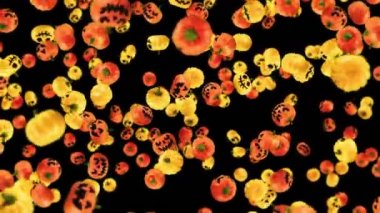 Siyah arka planda bir sürü turuncu ve sarı balkabağı uçuruyorlar. Gülen karikatür yüzleri. Cadılar Bayramı için 3 boyutlu animasyon. Döngü canlandırması.