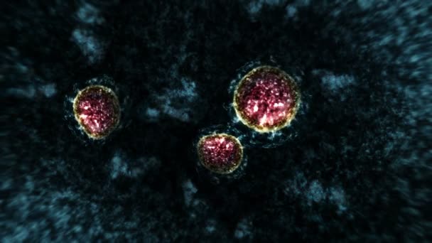 顕微鏡下のウイルスや細菌 コロナウイルス Covid インフルエンザ Sarsの Mers 微生物学の概念 コロナウイルスはパンデミックの危険性を引き起こす ループアニメーション — ストック動画