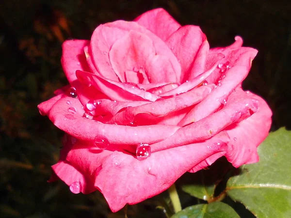 天然玫瑰与水滴 — 图库照片