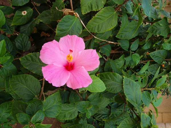 Hibisco Flor Exótica Israel — Fotografia de Stock