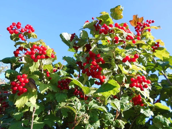 Red Viburnum Sunshine — Stock Photo, Image