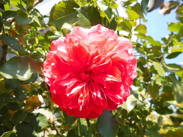 Rosa Otoño Sol —  Fotos de Stock