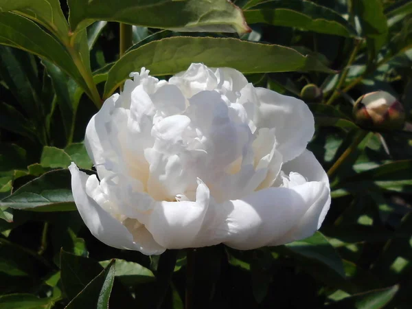 White Peony Garden — Stock Photo, Image