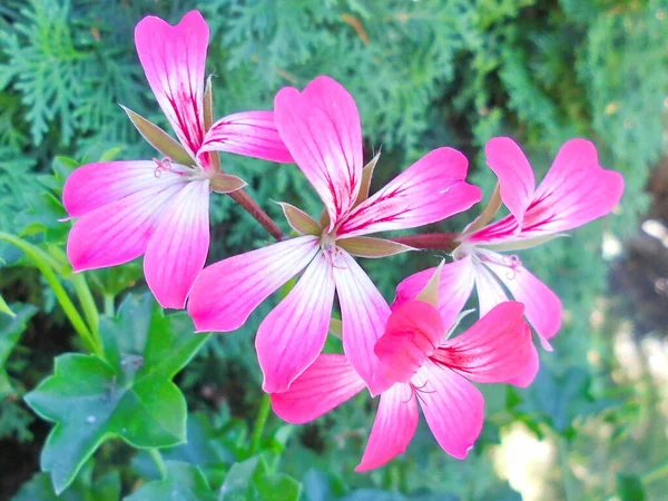 Pelargonium Egy Nyári Napon — Stock Fotó