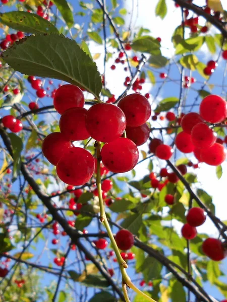 Cherry Blue Sky — Stock Photo, Image