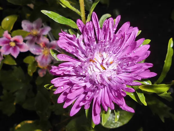 Aster Violeta Com Gotas Água — Fotografia de Stock