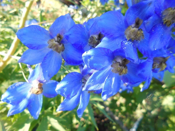 Delphinium Azul Día Verano —  Fotos de Stock