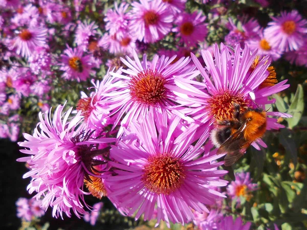 Bees Chrysanthemum — Stock Photo, Image