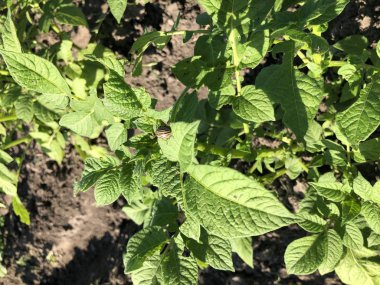 Alanda patates çalı