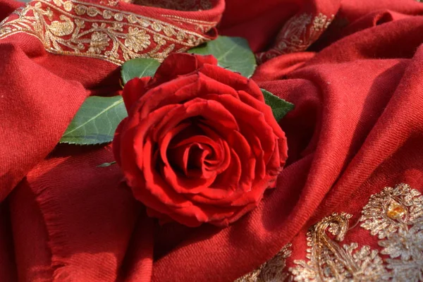 Red rose and red cashmere shawl with gold embroidery