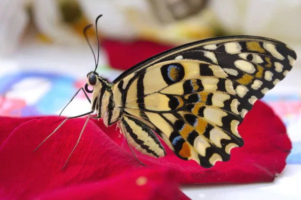 Hermosa Mariposa Una Flor Mariposa Vivo Tropical Para Boda Evento — Foto de Stock