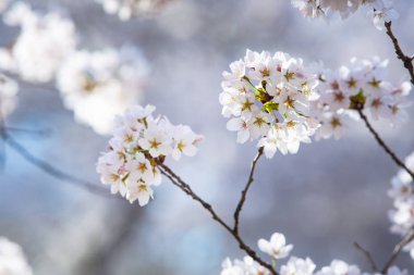 Kiraz çiçeği şube kapatmak 