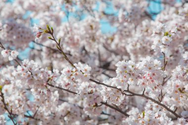 Güneş kiraz çiçeği