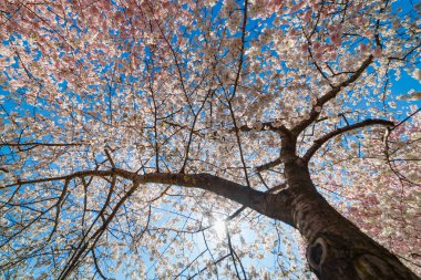 kiraz çiçeği, washington dc