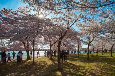 kiraz çiçeği, washington dc
