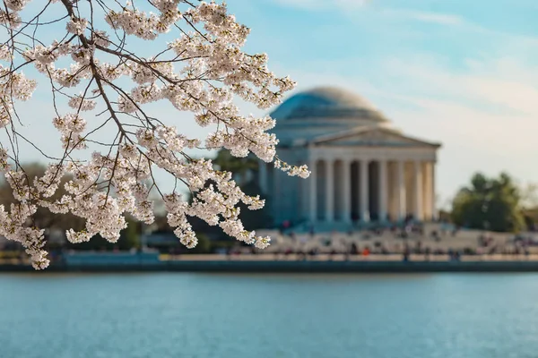 Cherry Blossom Washington — Fotografia de Stock