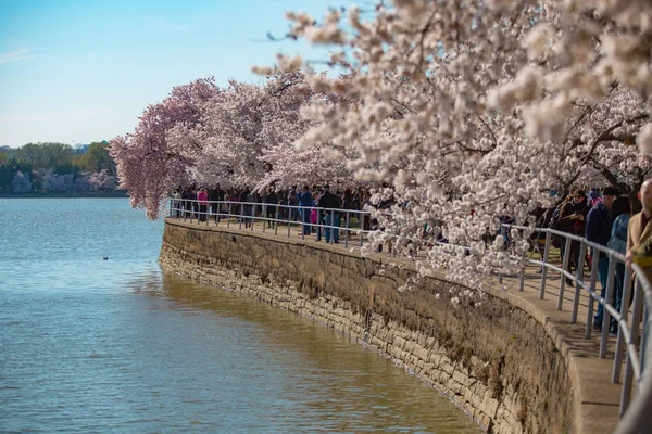 Cherry Blossom Washington — Fotografia de Stock