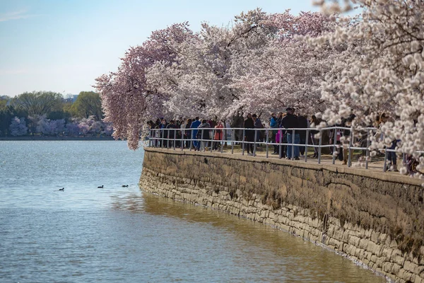 Cherry Blossom Washington — Fotografia de Stock