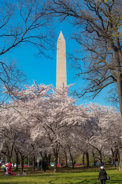 Памятник Вашингтону Цвету Вишни — стоковое фото