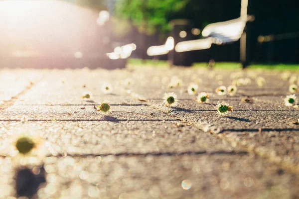 gündoğumu ışıkta yolda ağaç burgeons