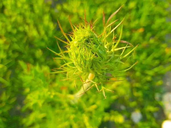 Verde Bardana Fiore Pianta Natura — Foto Stock