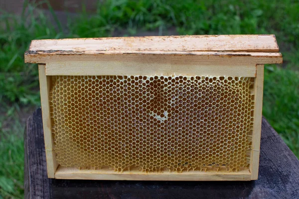 Honeycomb Wooden Frame Table Bee Garden Summer Season Organic Food — Stock Photo, Image