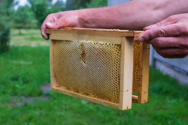 Bienenwaben Holzrahmen Männerhand Einem Bienengarten Der Sommersaison Bio Lebensmittel Nahaufnahme — Stockfoto