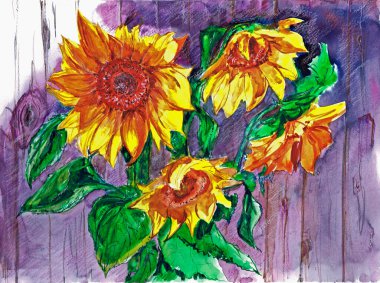 Bir dizi çiçek. Ayçiçekleri kağıt üzerinde suluboya.