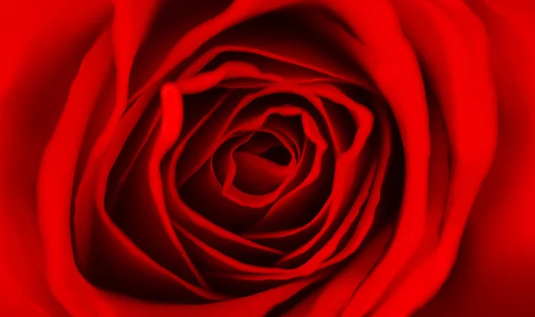 Valentine Day Red Rose Close Macro Valentines Day Background Image — Stock Photo, Image