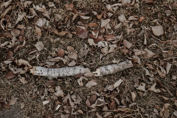Ahşap, dalları, ağaç dokusuna
