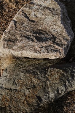 Sazlık ve taş, güzel Rus doğa