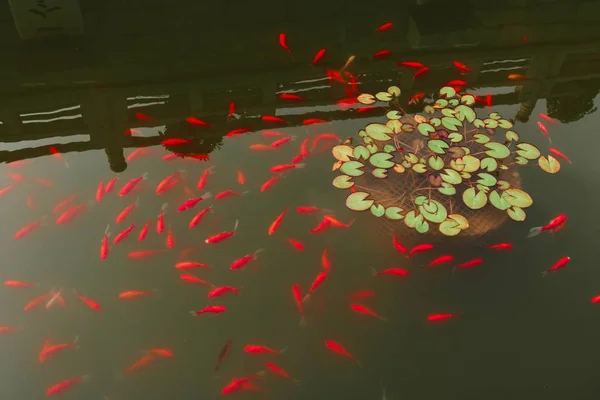 Çin tapınağında şaşırtıcı carps